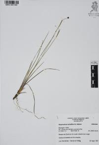 Sisyrinchium schaffneri image
